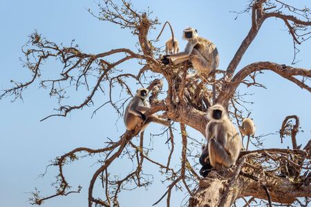 Gray langur monkey onthe tree near Savitri Mata temple on Ratnagiri hills in Pushkar. Rajasthan. Indiaの写真素材