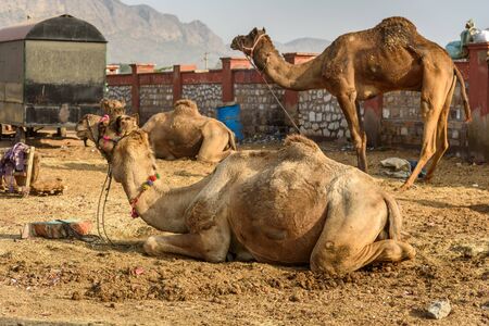 Camels on the street in Ajmer. Rajasthan. Indiaの写真素材