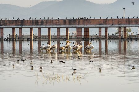 Migratory Pelican Birds, Cormorants and Egrets on Lake Anasagar in Ajmer. Rajasthan. Indiaの写真素材