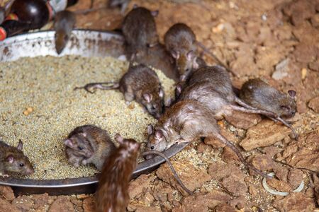 Rats in Karni Mata Temple or Rats Temple in Deshnok. Rajasthan. Indiaの写真素材