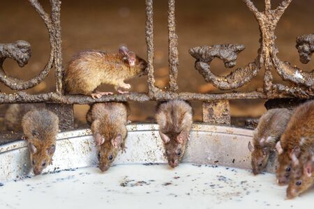 Rats drinking milk in Karni Mata Temple or Rats Temple in Deshnok. Rajasthan. Indiaの写真素材