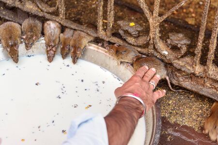Rats drinking milk in Karni Mata Temple or Rats Temple in Deshnok. Rajasthan. Indiaの写真素材