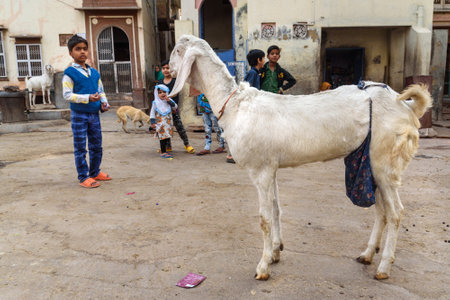 Bikaner, India - February 11, 2019: Goat on the street in Bikaner Rajasthanのeditorial素材