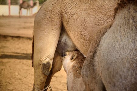 Baby Camel sucks milk from Mother in National Research Centre on Camel. Bikaner. Rajasthan. Indiaの写真素材