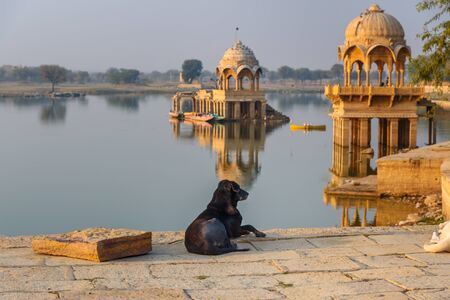 Dog on Gadisar lake in the morning. Man-made water reservoir with temples in Jaisalmer. Rajasthan. Indiaの写真素材