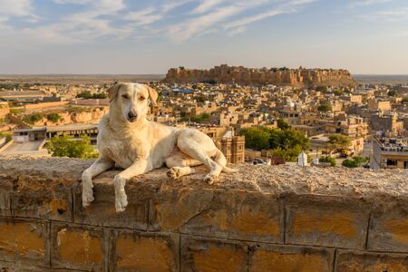 Dog on Jaisalmer city and Fort background. Rajasthan. Indiaの写真素材