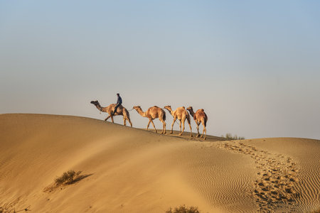 Jaisalmer, India - February 15, 2019: Indian cameleer with camels in Thar desertのeditorial素材