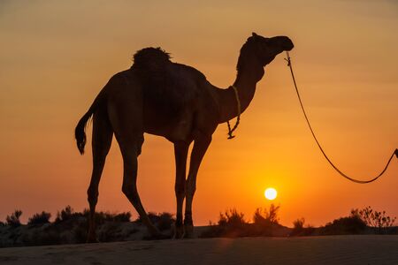 Camel in Thar desert at sunset. Jaisalmer. Rajasthan. India