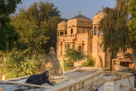 Black goat lies by the temple at Gadisar lake in Jaisalmer. Rajasthan. Indiaの写真素材