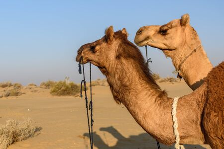 Camels in Thar desert. Jaisalmer. Rajasthan India