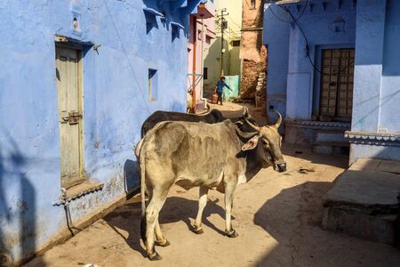 Bundi, India - February 19, 2019: Cows on the street in old town of Bundi. Rajasthanの写真素材