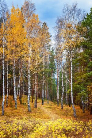 Autumn forest with yellow birchesの写真素材