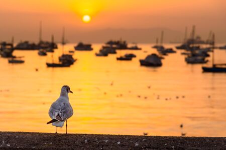 Seagull on waterfront of Arabian Sea in Mumbai on sunrise. Indiaの写真素材