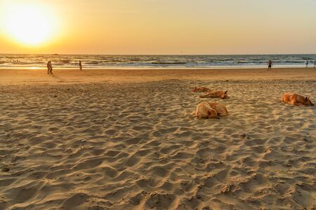 Dogs on Kudle Beach in sunset in Gokarna. Karnataka. India