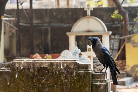 Crow bird in Old Cemetery