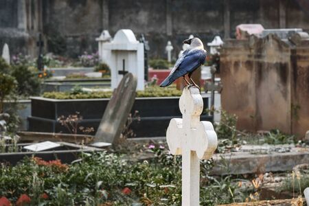 Crow on cross in Old Cemetery