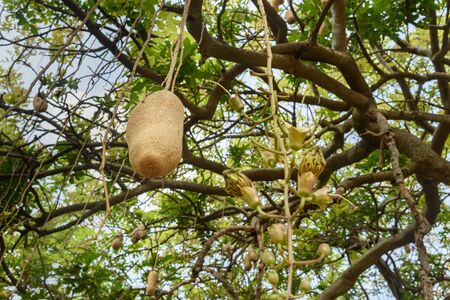 Sausage tree or Kigelia Africana with large fruit and flower on branchesの写真素材