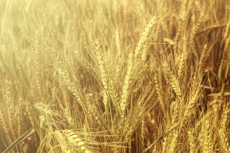 Field of wheat. Nature background