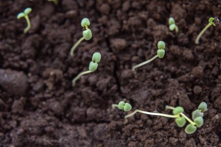 Sprouts of young rosemary in the springの写真素材