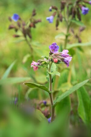 Pulmonaria mollis flower at forest in springの写真素材