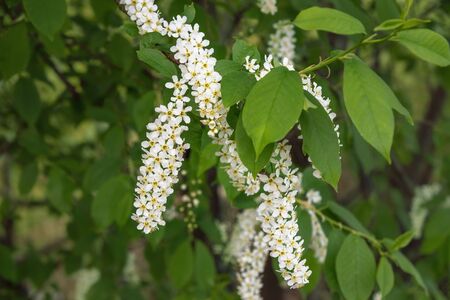 BLossoming Bird Cherry tree or Prunus padus inspring