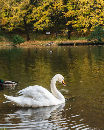 White swan on pond in Tsaristyno park on autumn day. Moscow. Russiaの写真素材