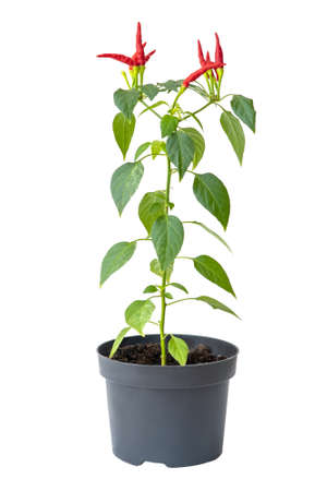 Red hot chilli pepper in flower pot isolated on white backgroundの写真素材