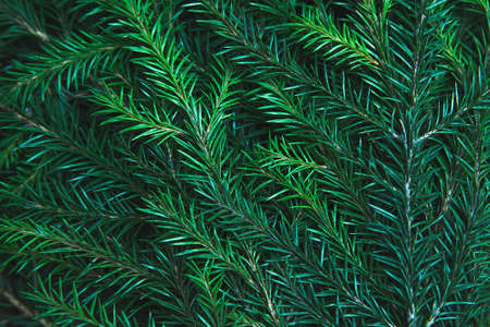 Background of Christmas tree branches. Nature New Year textureの写真素材