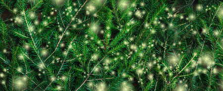 Background of Christmas tree branches with lights. Nature New Year textureの写真素材
