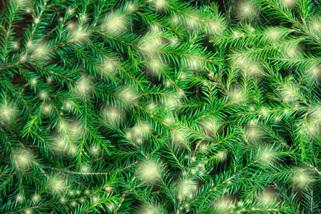Background of Christmas tree branches with lights. Nature New Year textureの写真素材