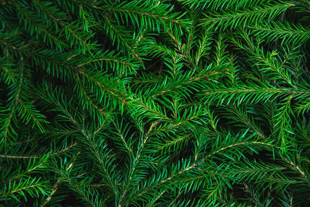 Background of Christmas tree branches. Nature New Year texture