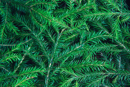 Background of Christmas tree branches. Nature New Year textureの写真素材