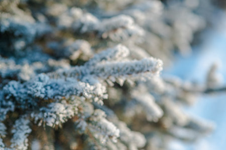 Branches of blue spruce is covered with snow. Beautiful christmas treeの写真素材