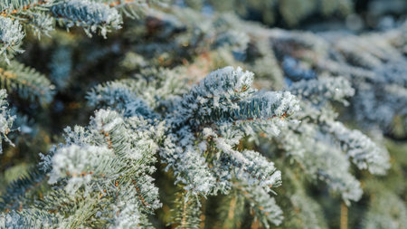 Branches of blue spruce is covered with snow. Backgroundの写真素材