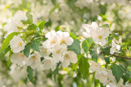Blossoming apple tree brunch with white flowers on green backgroundの写真素材