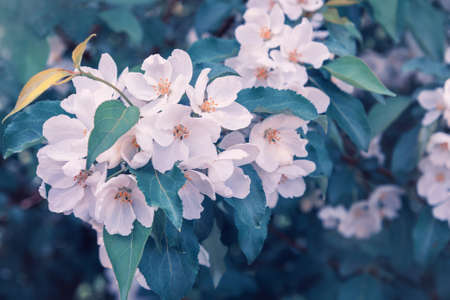 Blossoming apple tree brunch with white flowers on green backgroundの写真素材