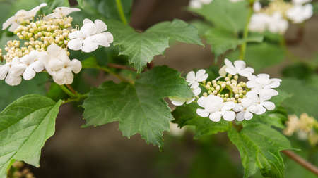 Viburnum opulus or Kalina flowers in garden in springの写真素材