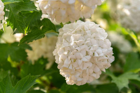 Viburnum opulus Roseum or Snowball flowers in garden in springの写真素材