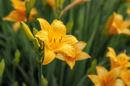 Yellow daylily flower. Hemerocallis in garden in summerの写真素材