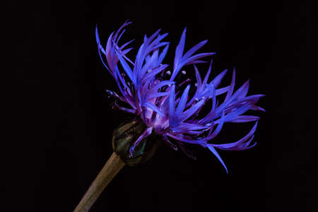 Centaurea montana or mountain cornflower flower on black background. Selective focusの写真素材