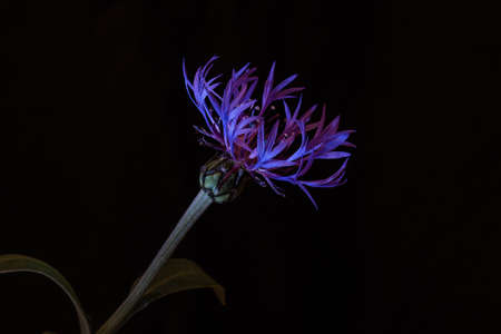 Centaurea montana or mountain cornflower flower on black background. Selective focusの写真素材