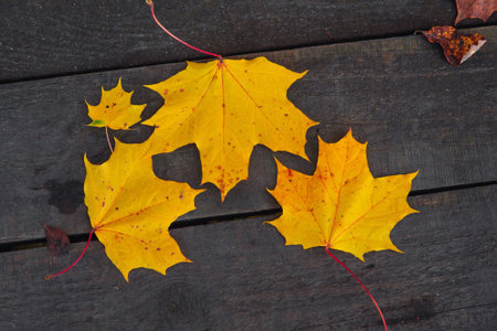Yellow maple leaves on wooden background in the streetの写真素材