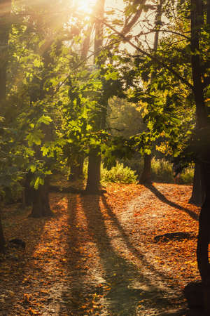 View of Filevsky Park in autumn in Moscow. Russiaの写真素材