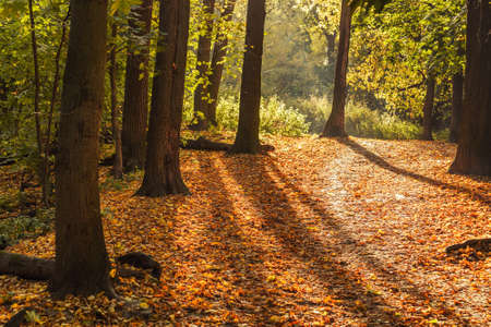 View of Filevsky Park in autumn in Moscow. Russiaの写真素材