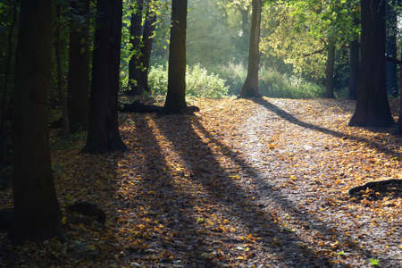 View of Filevsky Park in autumn in Moscow. Russiaの写真素材