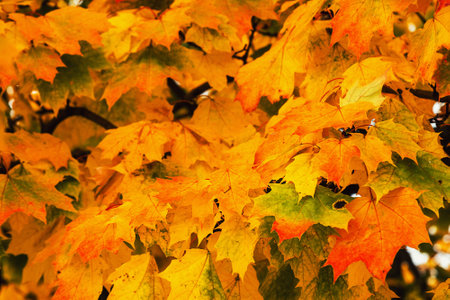 Autumn maple leafs on the maple tree backgroundの写真素材