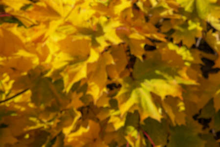 Autumn maple leafs on the maple tree bokeh, defocus blur backgroundの写真素材