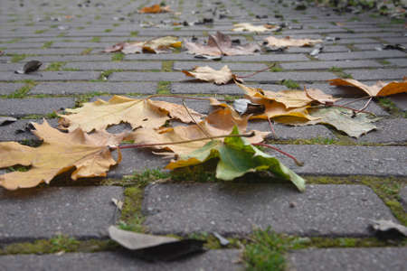 Yellow maple leaves in the park in Kolomenskoye park on autumn day. Moscow. Russiaの写真素材