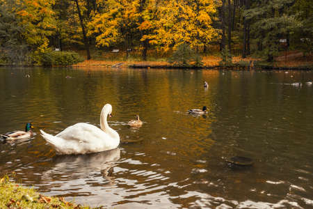 White swan on pond in Tsaristyno park on autumn day. Moscow. Russiaの写真素材