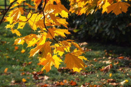 Autumn maple leafs on the maple tree backgroundの写真素材